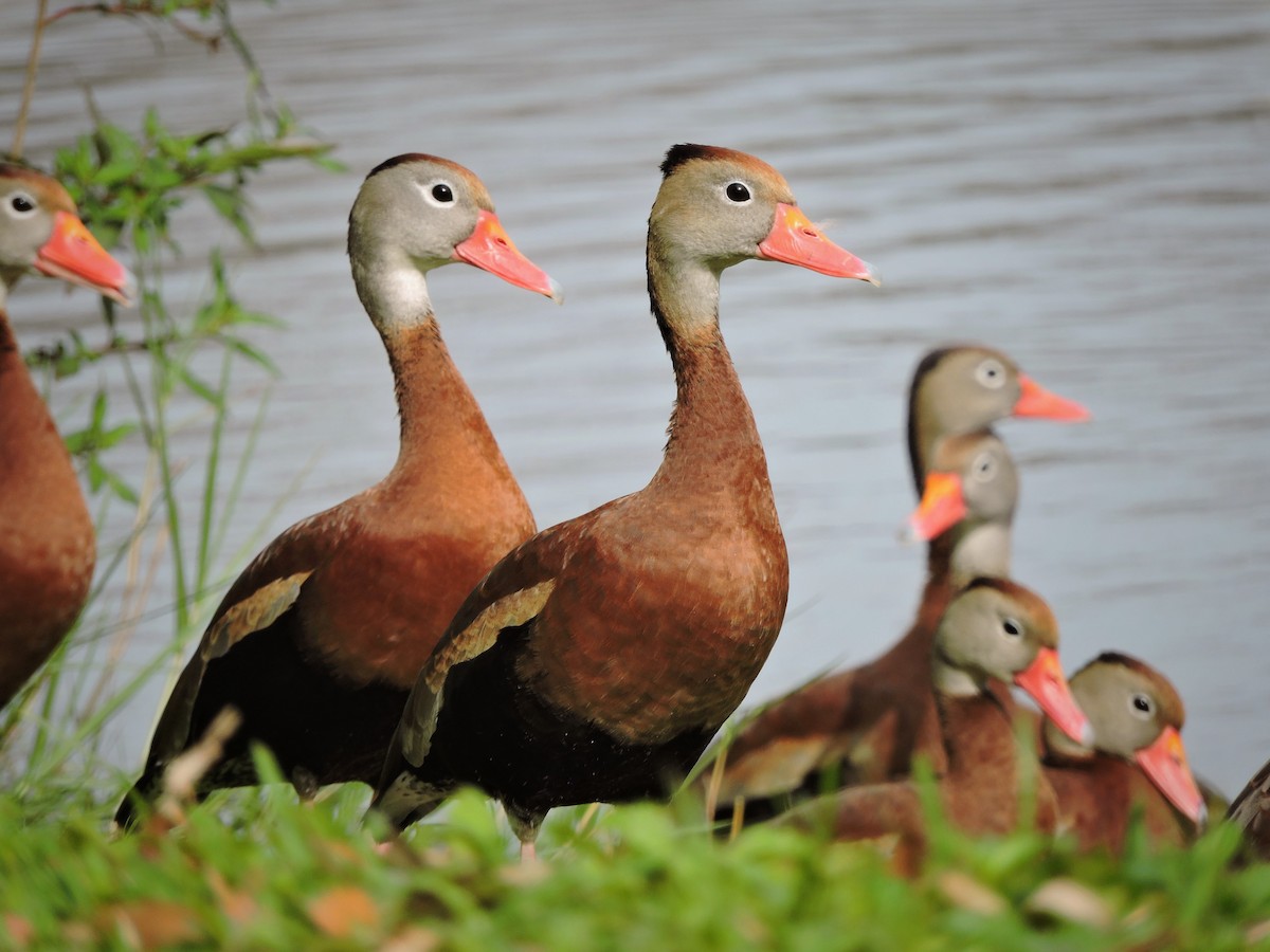 Black-bellied Whistling-Duck - ML47426971