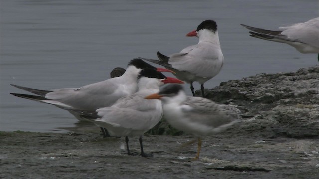 Caspian Tern - ML474270