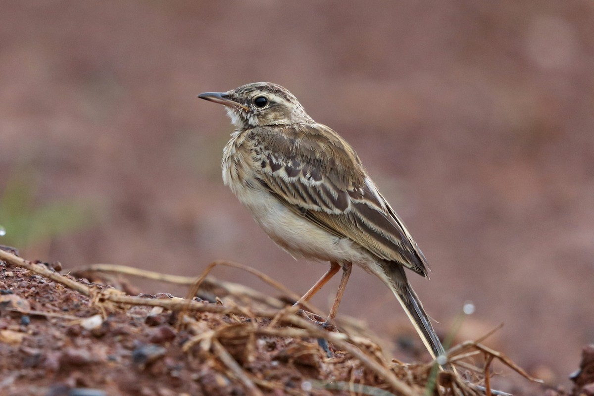 Tree Pipit - ML47427131