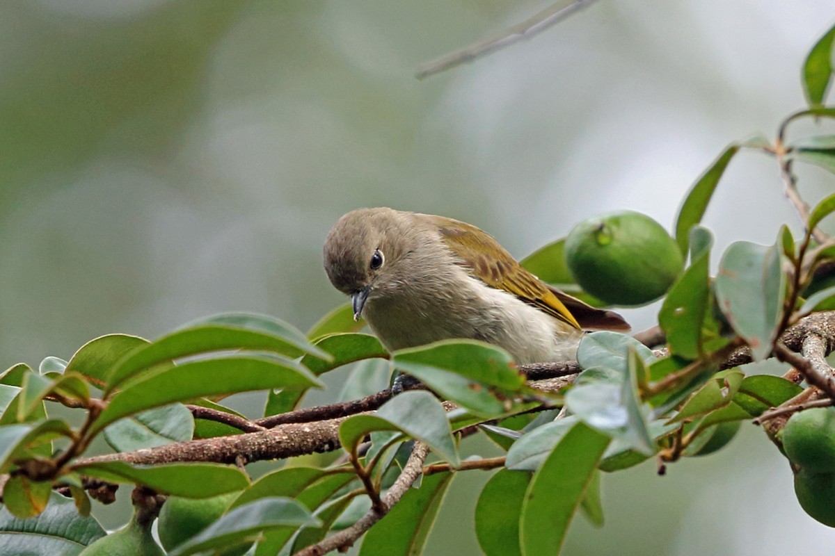 Green-backed Honeyguide - Nigel Voaden