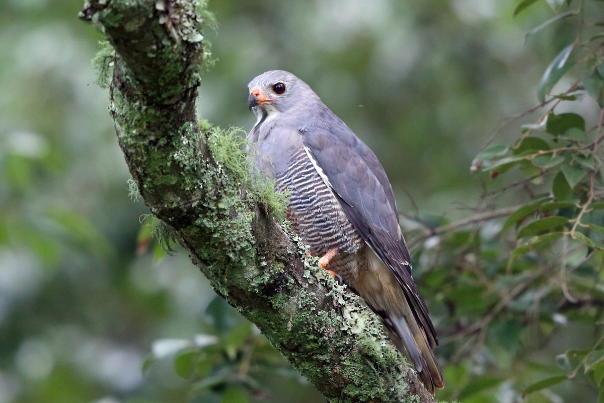 Lizard Buzzard - ML47427201