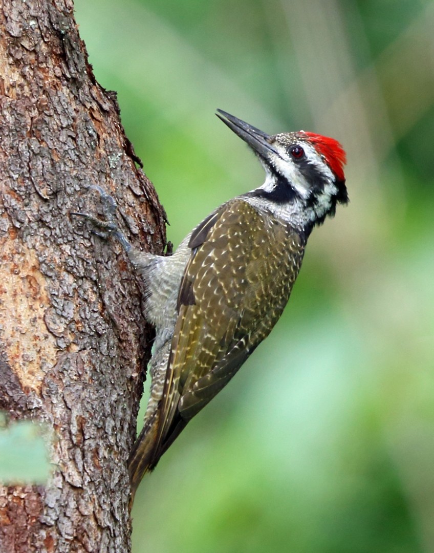 Bearded Woodpecker - Nigel Voaden