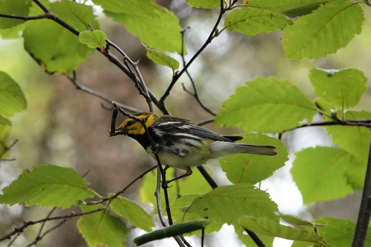 Grünmantel-Waldsänger - ML474272921