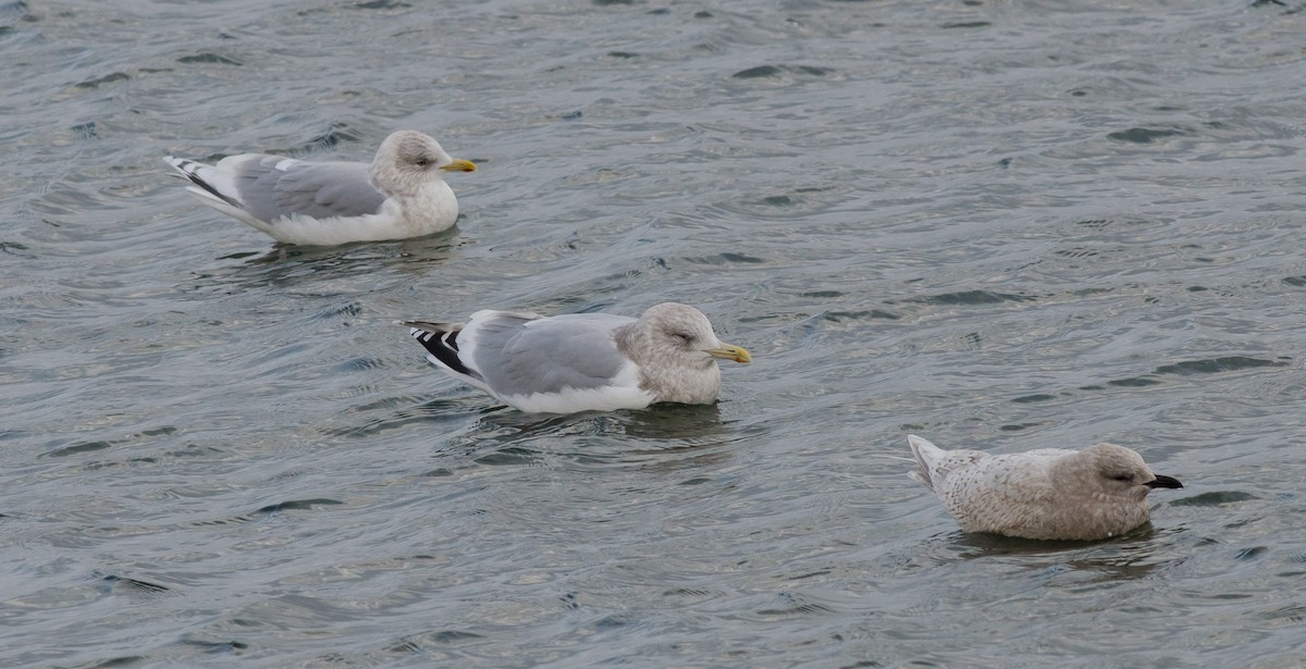 Iceland Gull (Thayer's) - ML47427301