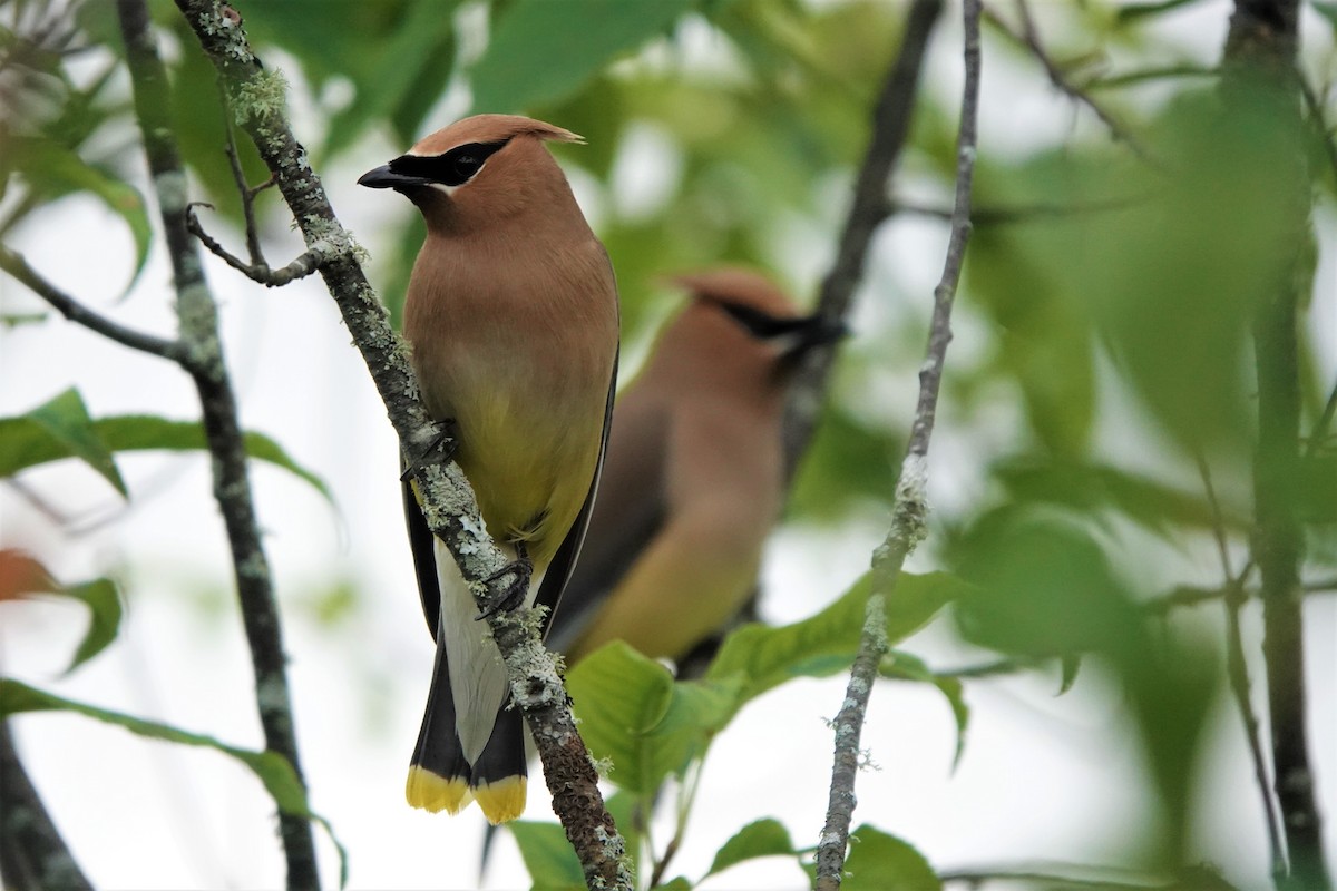 Cedar Waxwing - ML474273131