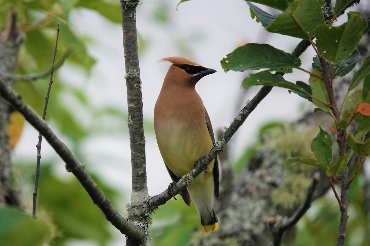 Cedar Waxwing - ML474273151