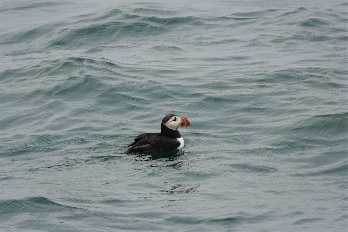 Atlantic Puffin - ML474273471