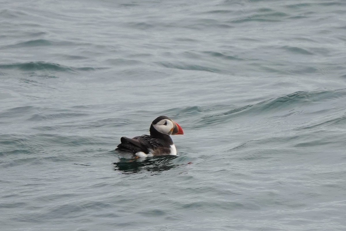 Atlantic Puffin - ML474273501