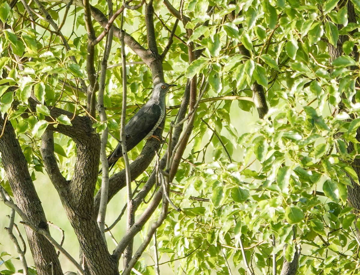 Common Cuckoo - SHUJI SAKATA