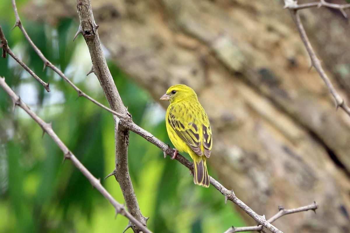 Black-faced Canary - ML47427381