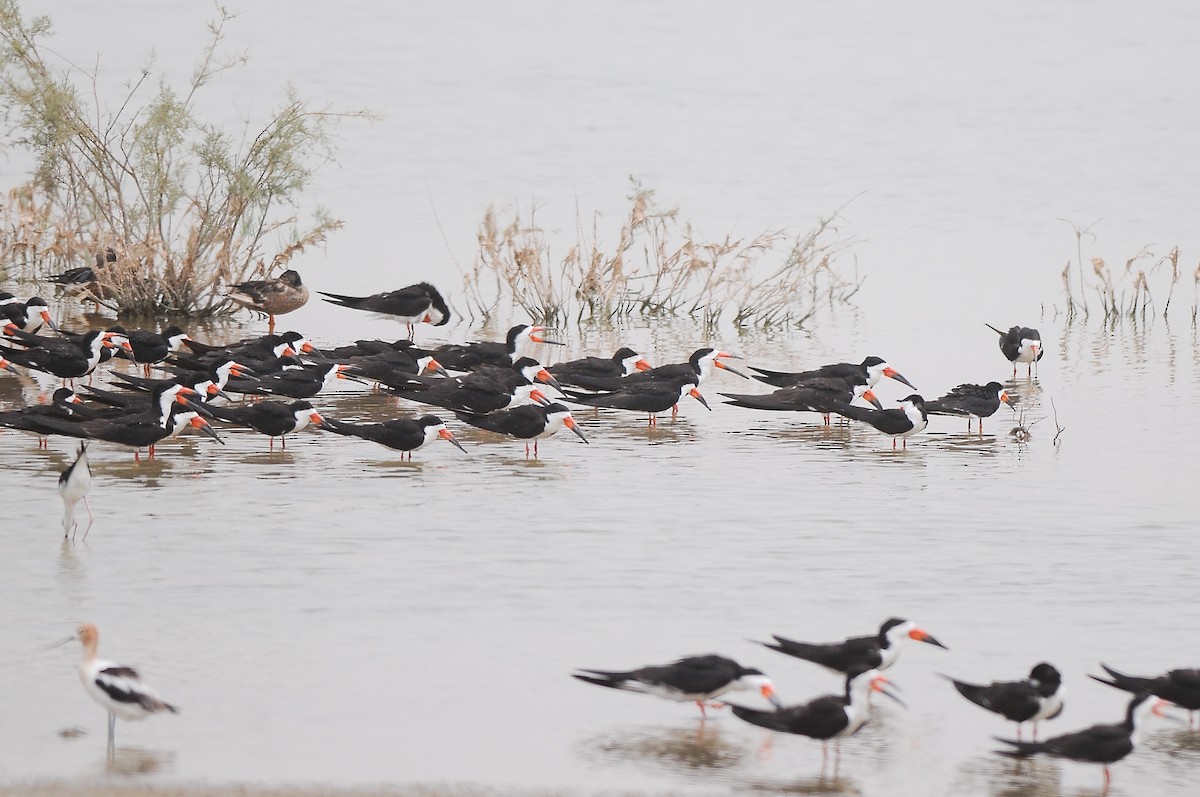 Чёрный водорез - ML474274021