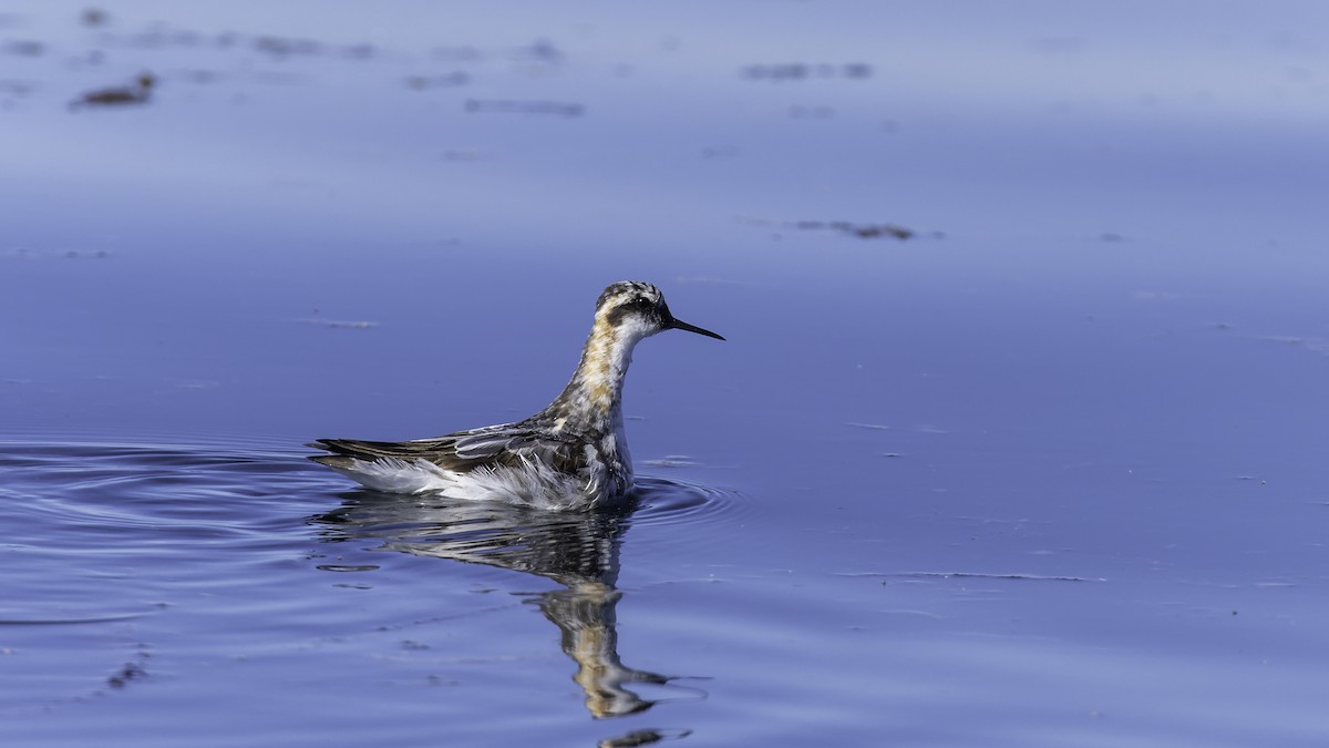 svømmesnipe - ML474275771