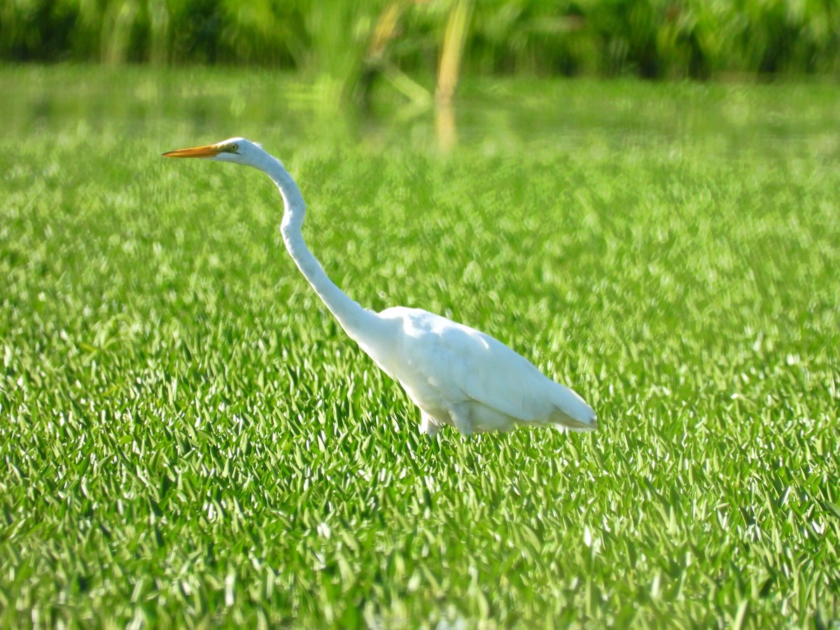 Great Egret - ML474275801