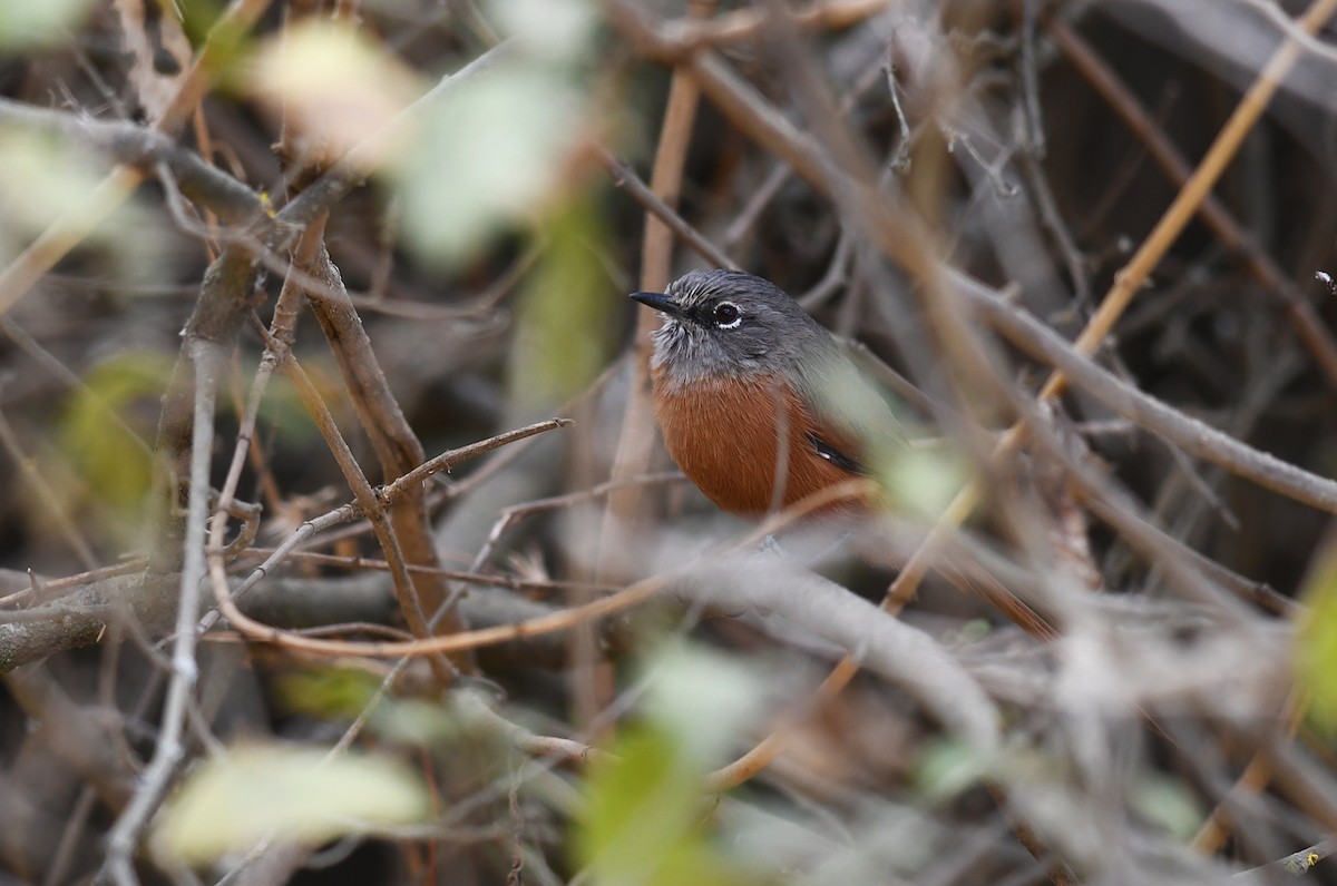 Russet-bellied Spinetail - ML474276451