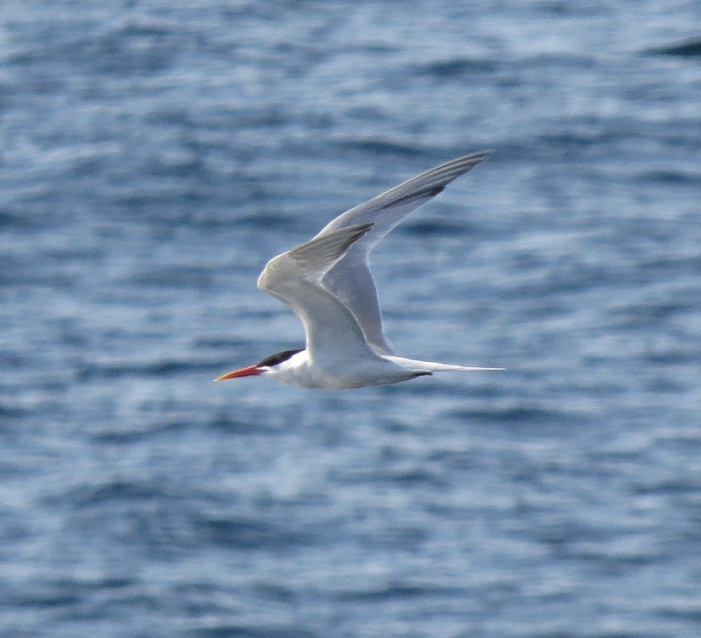 Elegant Tern - ML474276531