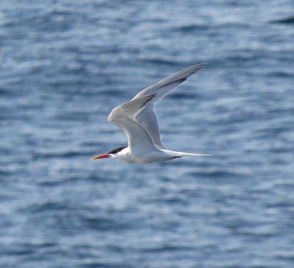 Elegant Tern - Donald Sutherland