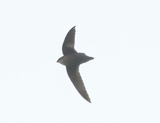 Chimney Swift - ML474277561