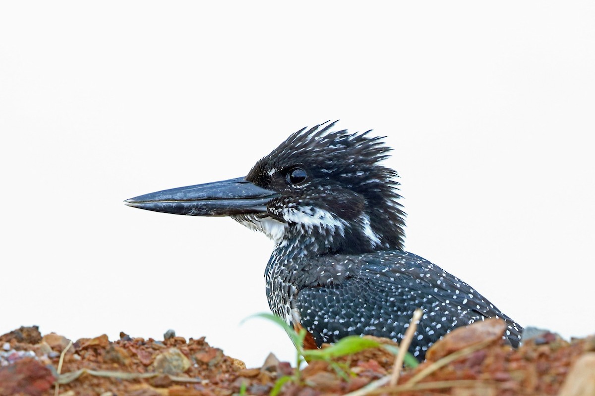 Giant Kingfisher - ML47427761