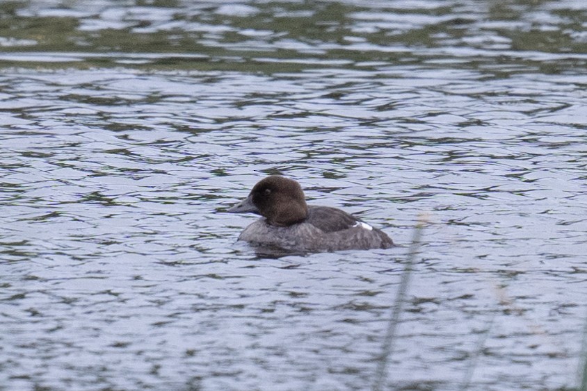 Common Goldeneye - ML474277771