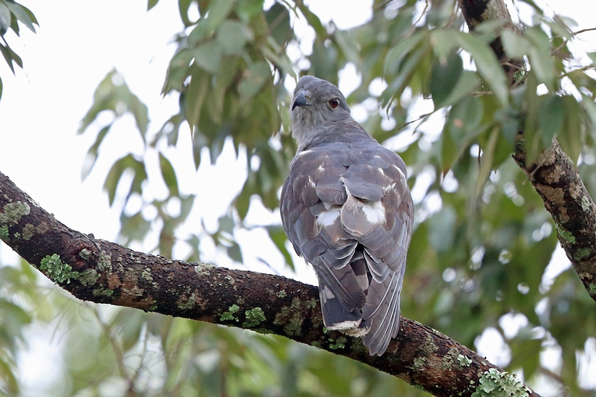 African Cuckoo-Hawk - ML47427821