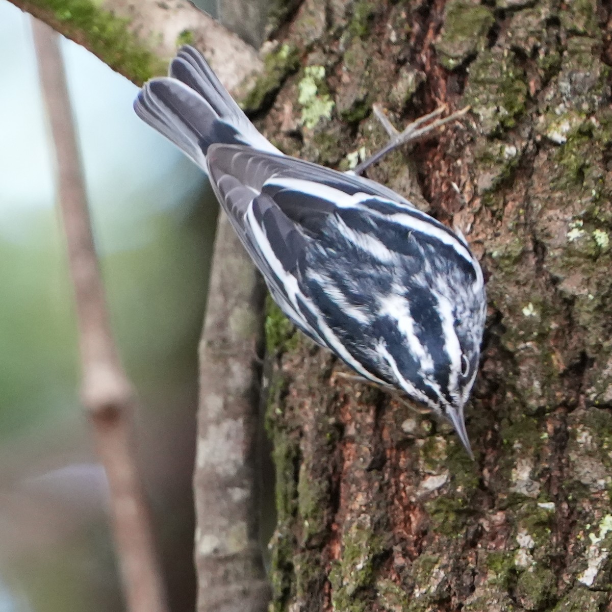 Black-and-white Warbler - ML474278581