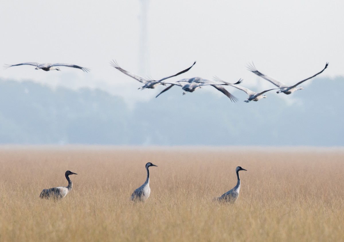 Common Crane - Gobind Sagar Bhardwaj