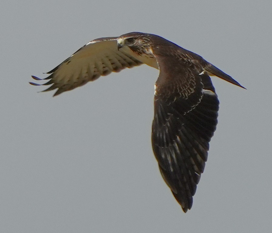Short-tailed Hawk - Dave Bowman