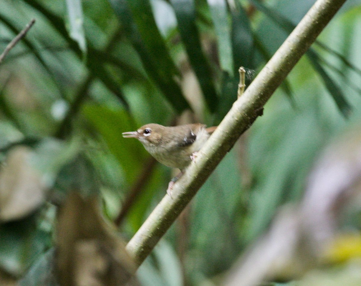 Tropical Scrubwren - ML474279561