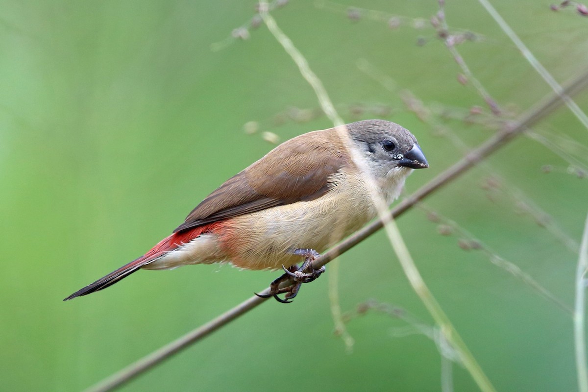 Fawn-breasted Waxbill (benguellensis) - Nigel Voaden