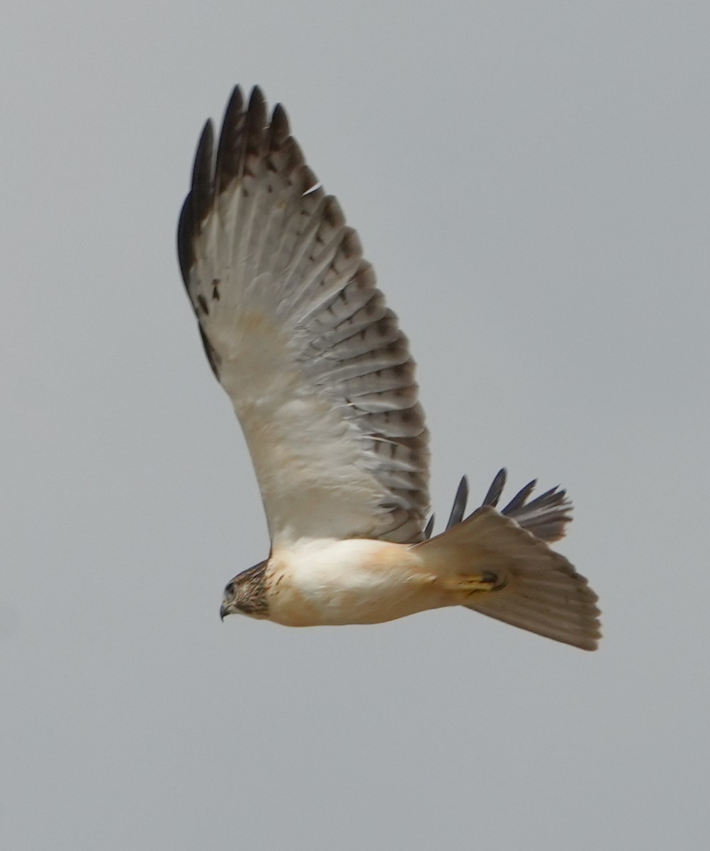 Short-tailed Hawk - ML474279651