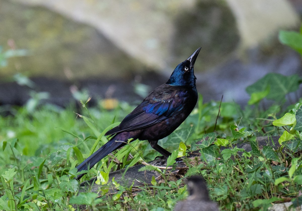 Common Grackle - ML474281591