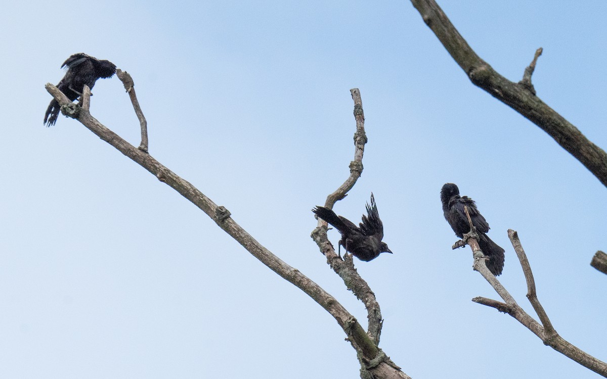 Common Grackle - ML474281651