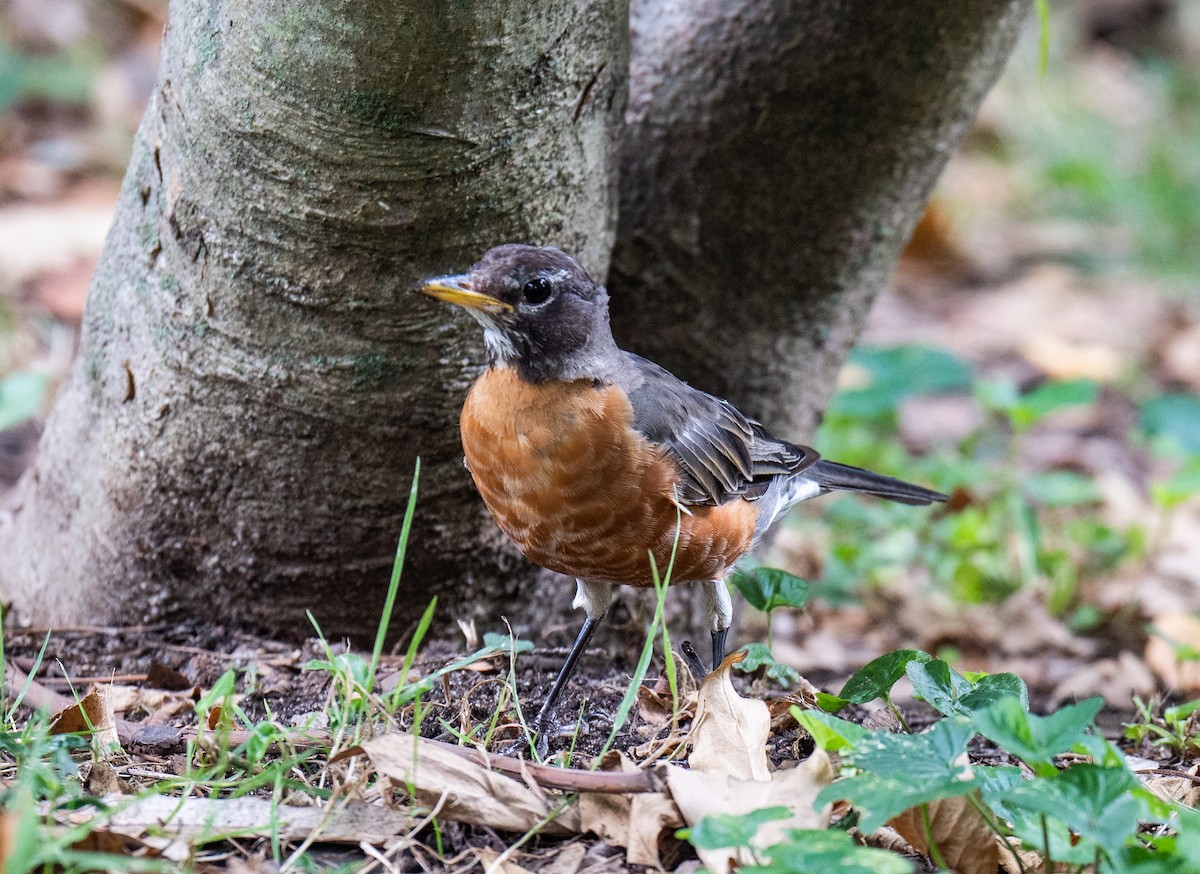 American Robin - ML474281681