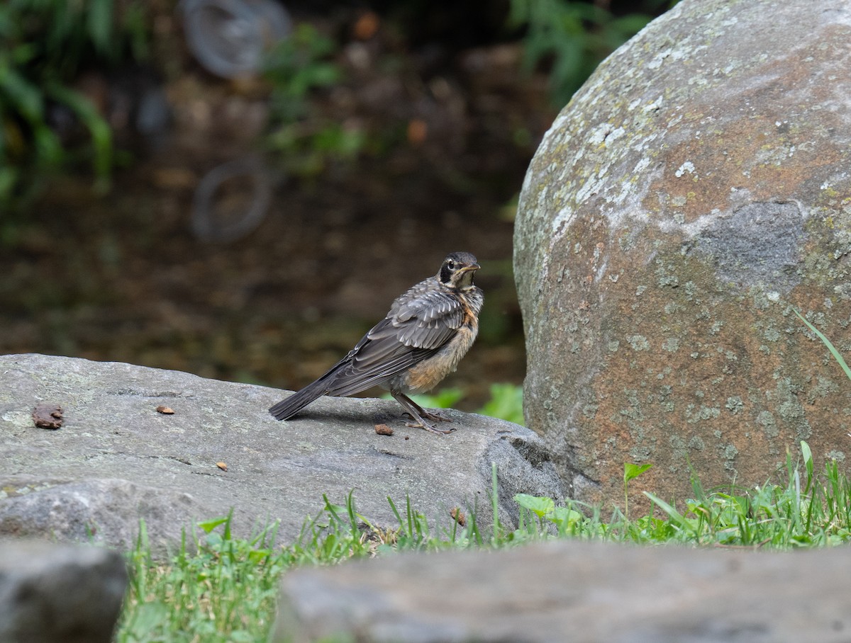 American Robin - Jordan Wolf