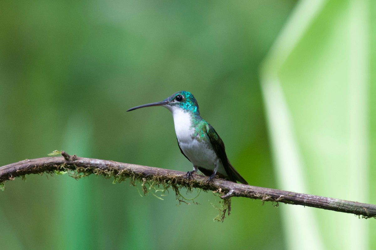 kolibřík andský - ML474281811