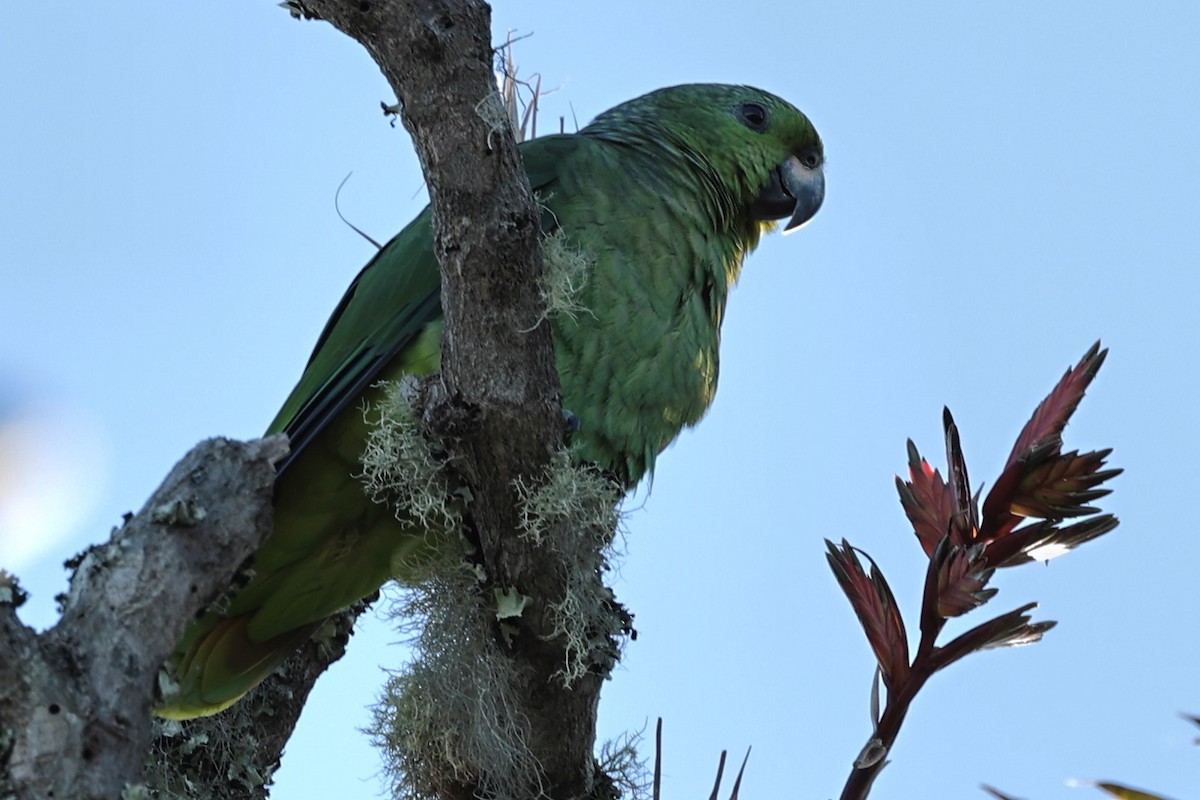 Amazona Mercenaria - ML474282221