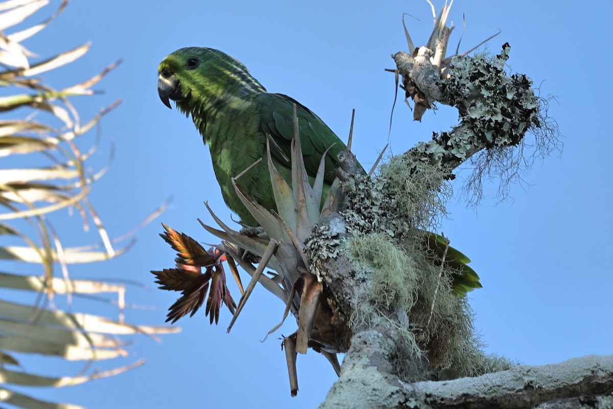 Amazona Mercenaria - ML474282231