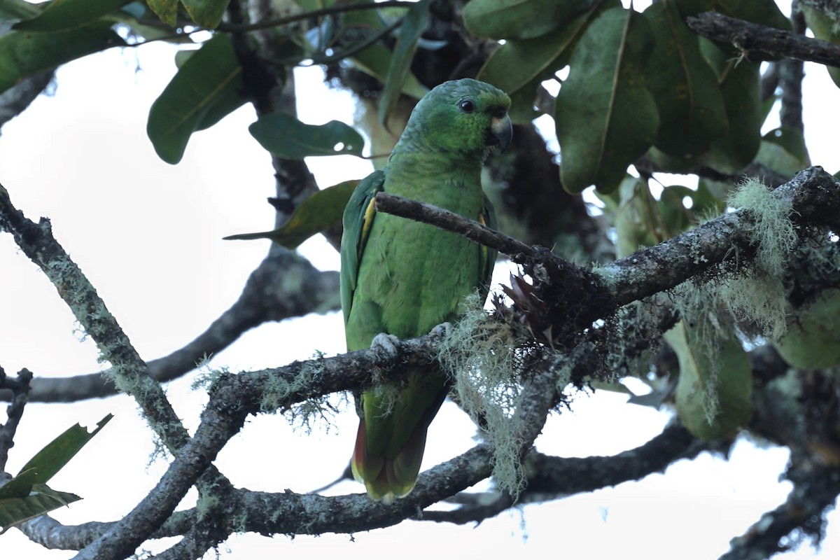 Amazona Mercenaria - ML474282241