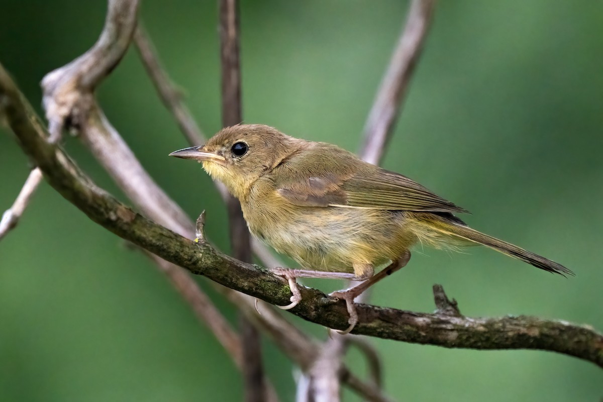 Common Yellowthroat - ML474282991