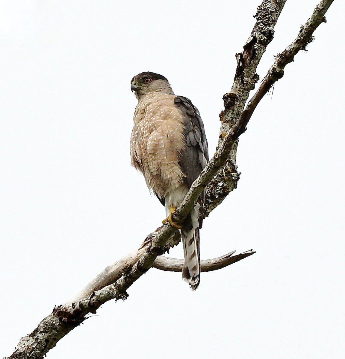 Cooper's Hawk - ML474286071