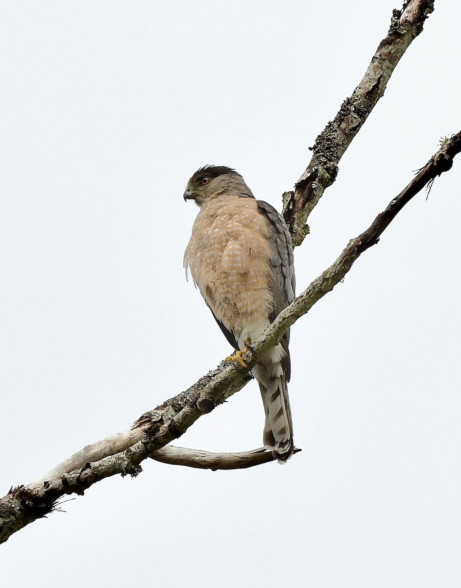 Cooper's Hawk - ML474286081