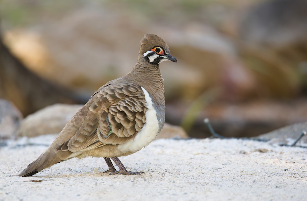 Squatter Pigeon - ML474286201