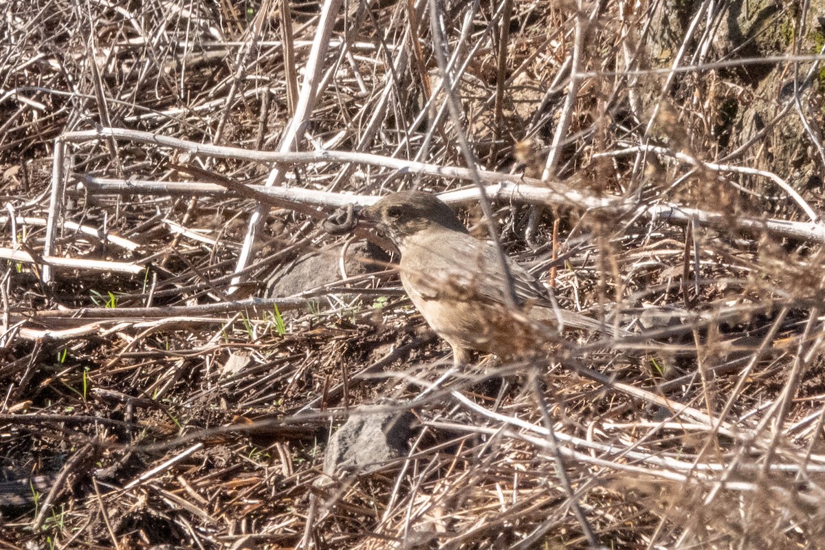 Great Shrike-Tyrant - ML474286291