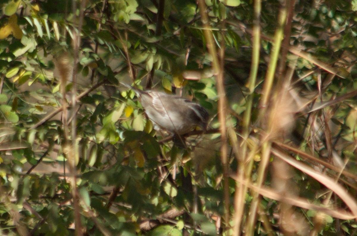 Reichard's Seedeater - Leslie Correia