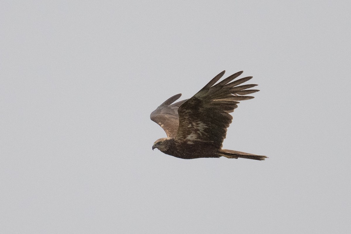 Western Marsh Harrier - ML474287281