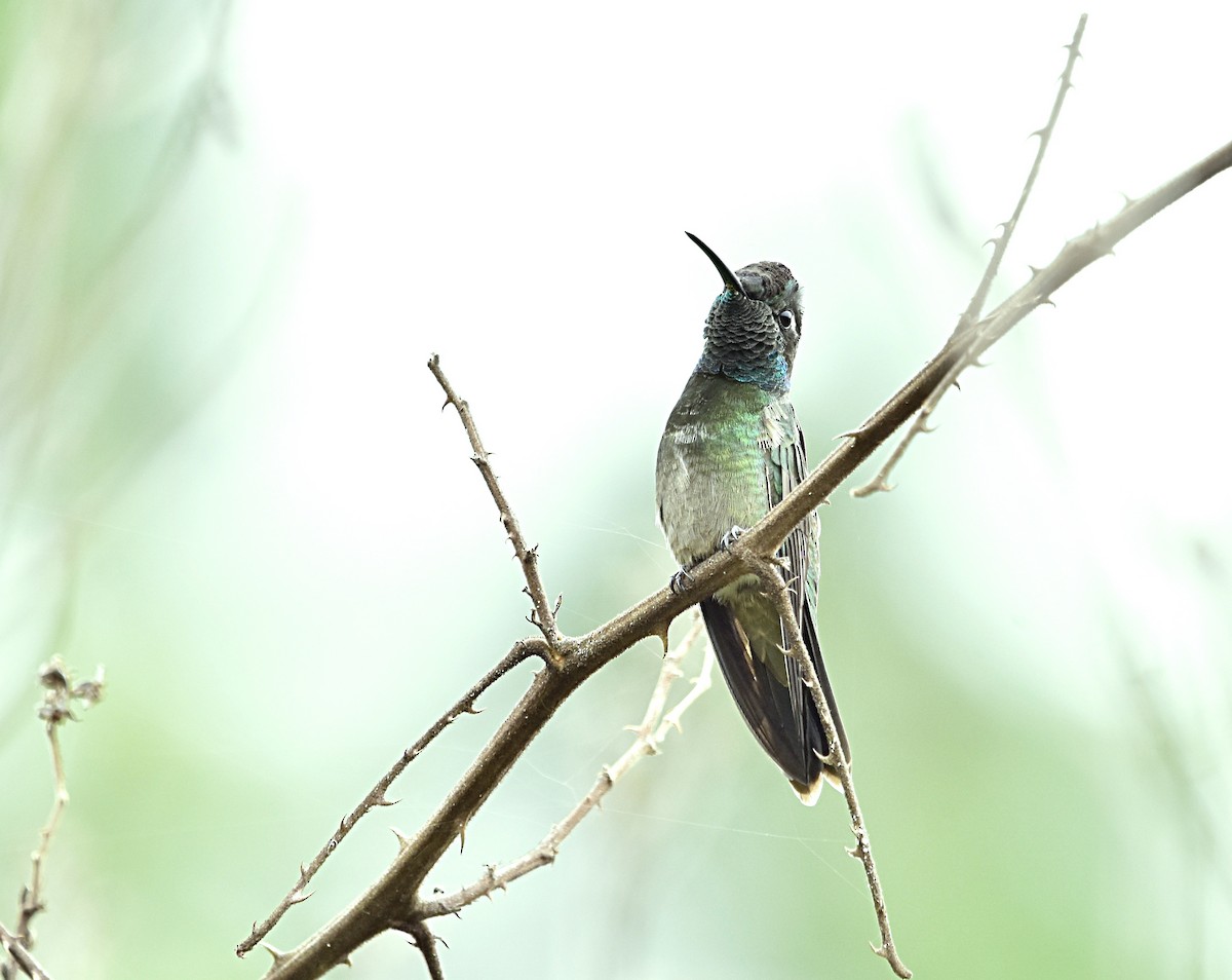 Rivoli's Hummingbird - ML474288471