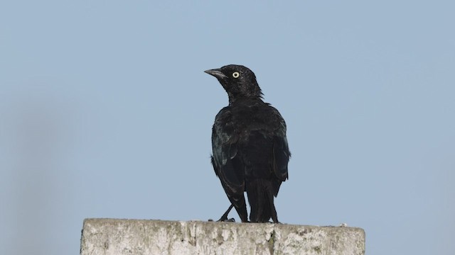 Brewer's Blackbird - ML474289271