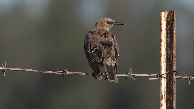 European Starling - ML474289871