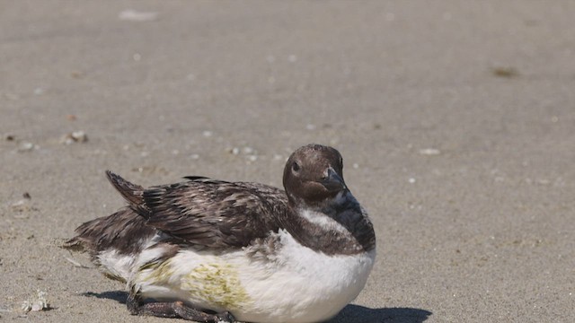 Guillemot marmette - ML474290211