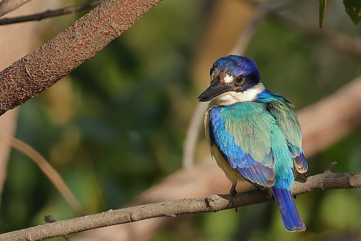 Forest Kingfisher - Tony Ashton